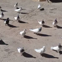 کبوتر|پرنده|ازنا, |دیوار