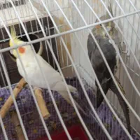 عروس هلندی مولد|پرنده|مسجد سلیمان, |دیوار