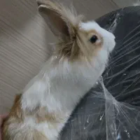 خرگوش نژاد جرسی