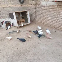 ۱۴عددکفتر|پرنده|کارون, |دیوار