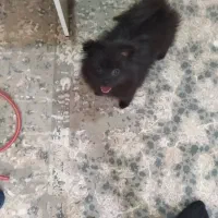 پامر بلک اتن۶ ماهه