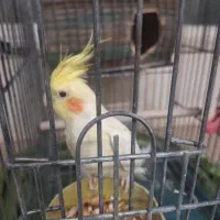 جفت عروس هلندی لوتینو و آلبینو باقفس و لونه کامل