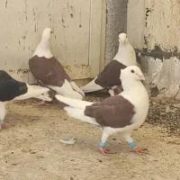 کفتر دوکت سرخ زرد سیاه کاکل ماده آلمانی پشتی