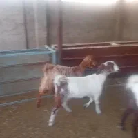 گوسفند|حیوانات مزرعه|داراب, |دیوار