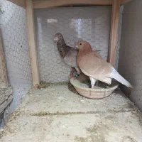 سار|پرنده|تربت‌حیدریه, داروپخش|دیوار