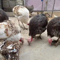 بوقلمون نر و ماده|حیوانات مزرعه|ایذه, |دیوار