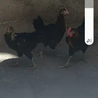 ۳عدد مرغ وخروس ۴ماهه