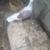 فروش کبوتر|پرنده|نی‌ریز, |دیوار