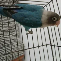 طوطی برزیلی فیشر آبی اوپال نر