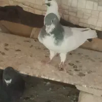کبوتر