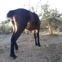 اسب مادیان با کره نر|اسب و تجهیزات اسبسواری|تهران, مینابی|دیوار