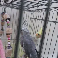 ی جفت عروس هلندی وایت فیس و ابلغ‌|پرنده|قدس, شهر‌قدس|دیوار