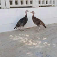 بوقلمون