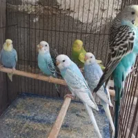 مرغ عشق اسپانگل