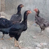 مرغ لاری