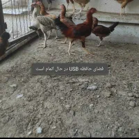 ۲۷ مرغ خروس نیمچه جوجه لاری|حیوانات مزرعه|بندرعباس, |دیوار