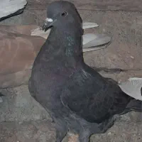 کبوتر پرشی|پرنده|رامند, |دیوار