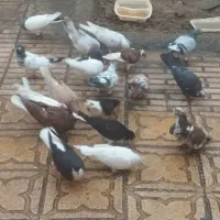 تعدادی کفتر
