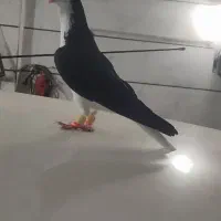 کبوتر|پرنده|قزوین, |دیوار