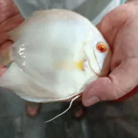 فروش ویژه ماهی دیسکس