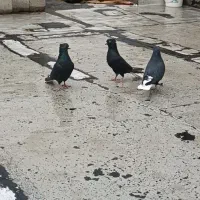 دم سفید|پرنده|ایلام, |دیوار