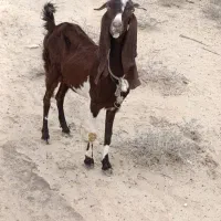 بز جوان با دو کره نر و ماده