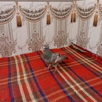 کفتر سرک سبز شهری نر مس هوایی|پرنده|شیراز, پودنک|دیوار