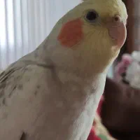 گمشده عروس هلندی