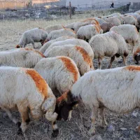 ۷۰عدد میش داشتی آبستن