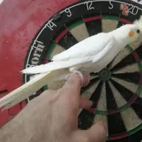 عروس هلندی لوتینو