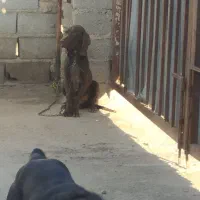 توله شکاری|سگ|مینودشت, |دیوار