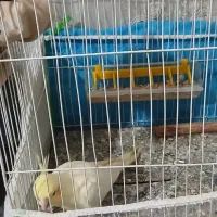 عروس هلندی جفت