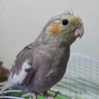 عروس دستی ماده 600|پرنده|شاهرود, |دیوار