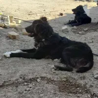 توله قهدریجانی