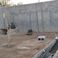 سگ گله|سگ|خواف, |دیوار