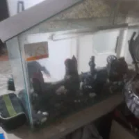 آکواریوم|ماهی|تاکستان, |دیوار