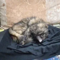 گربه پرشین|گربه|مشهد, رضاییه|دیوار