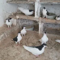 کبوتر