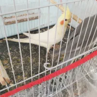 دو عدد طوطی عروس هلندی  اهلی و خوشگل