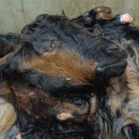 کله پاچه بز همراه با شکم