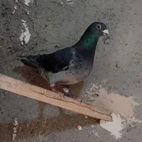 کبوتر مسافتی