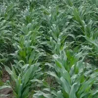 ذرت علوفه ای