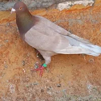 گرفتنی|پرنده|اندیمشک, |دیوار