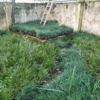 آگروس طلایی و سبز به همراه یال اسبی|گل و گیاه طبیعی|لنگرود, |دیوار