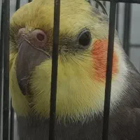 عروس هلندی گمشده در چابکسر