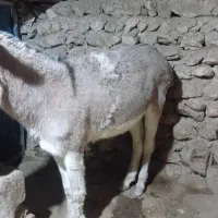 فروش الاغ چوپانی