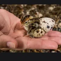 جوجه بلدرچین پنج روزه