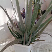 گل فروشی|گل و گیاه طبیعی|ایلام, |دیوار