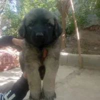 توله سگ  سرابی