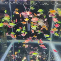 آکواریوم و ماهی